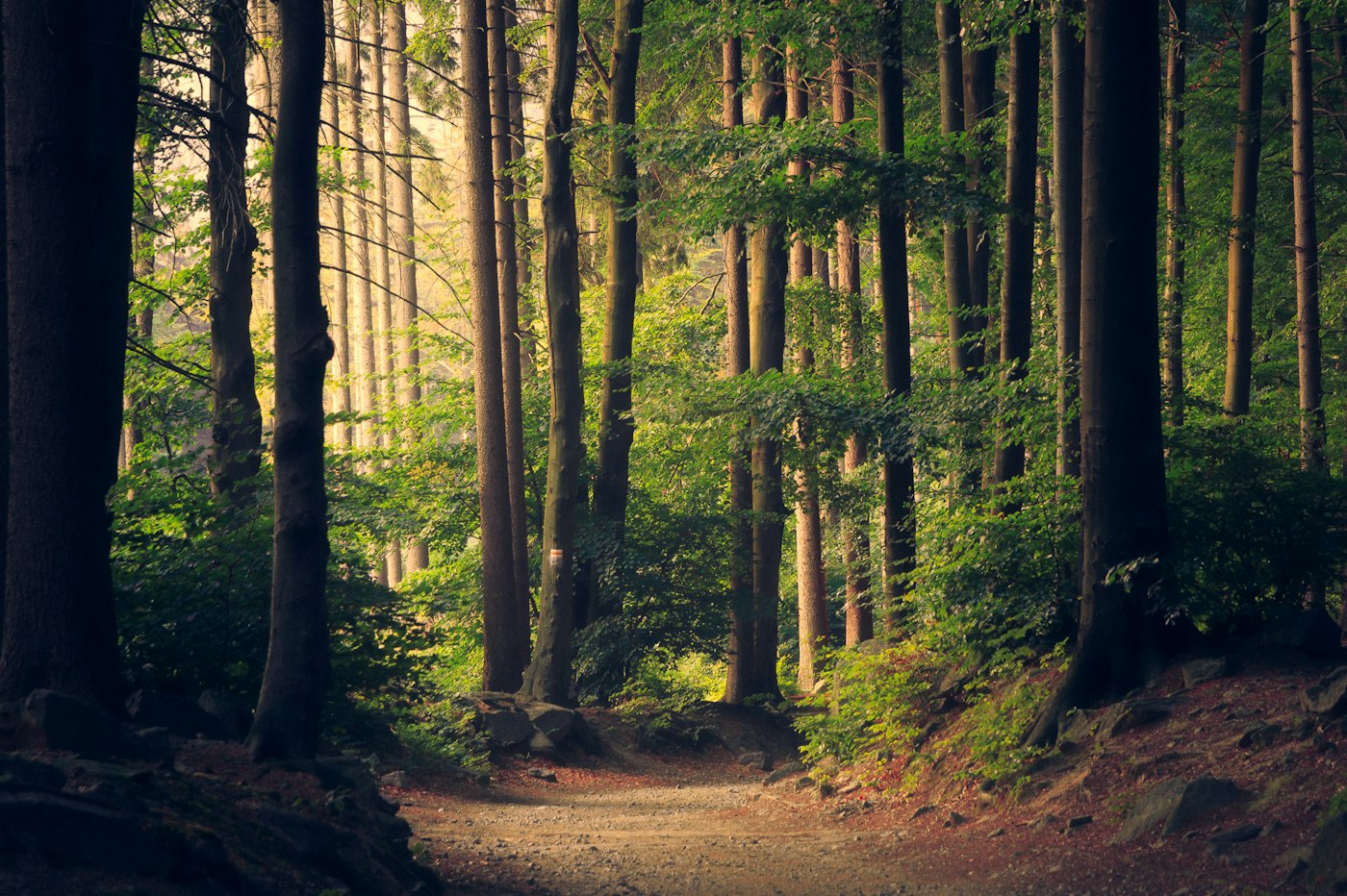 Murree Wellness & Pine Retreat